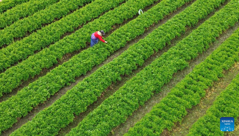 الزراعة فى الصين (6)