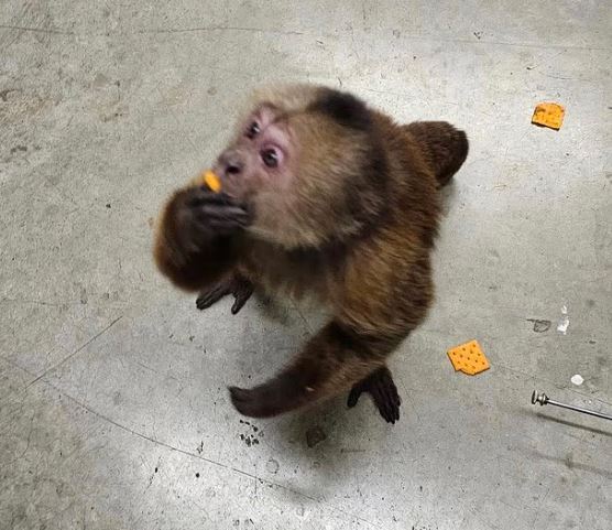 القرد يتناول الرقائق