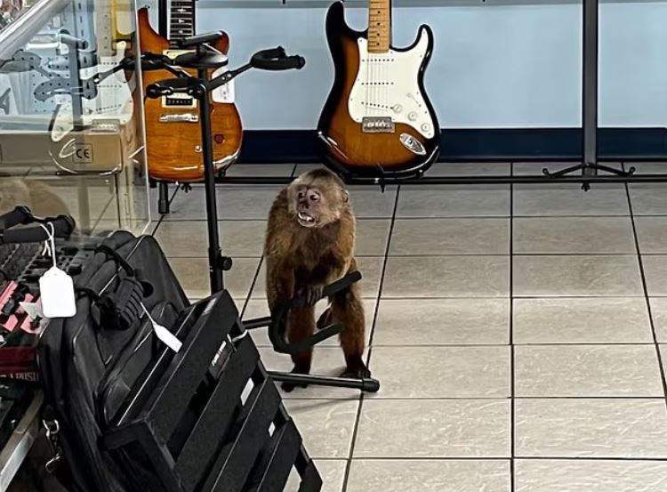 القرد داخل متجر الموسيقي