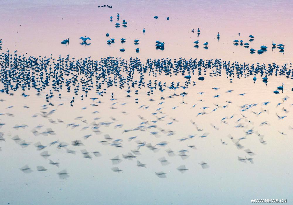 بحيرات الصين مهبط الطيور المهاجرة من أوروبا (1)