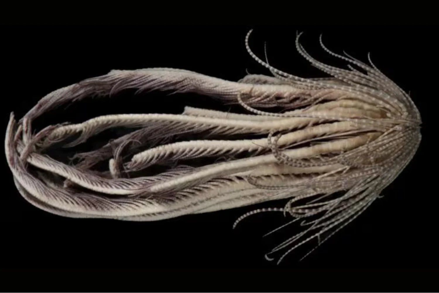 الكائن البحرى المكتشف