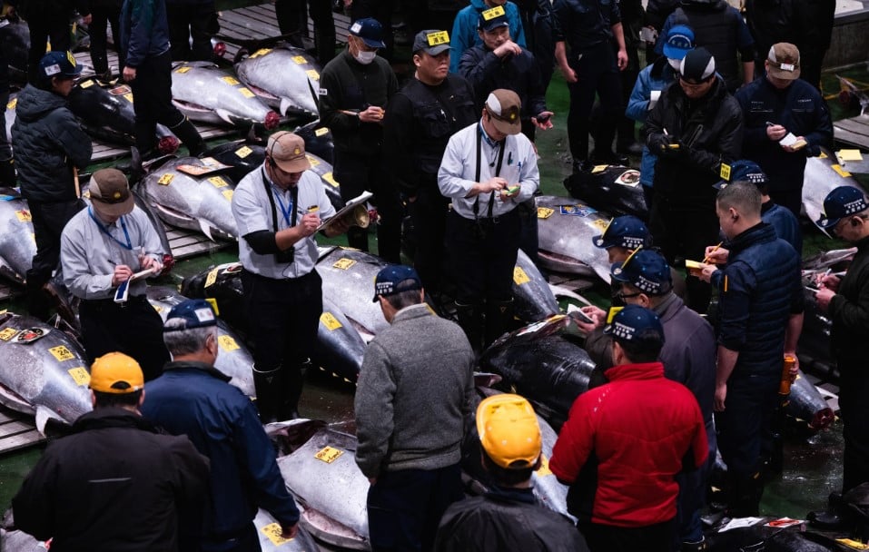 مزاد اسماك التونة مزاد اسماك التونة