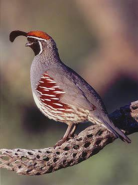 طائر السلوى=