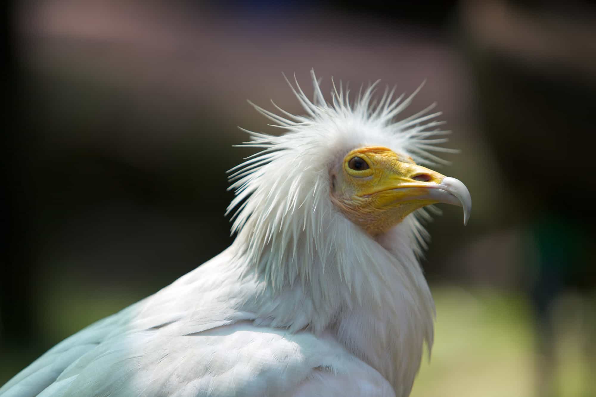 الرخمة المصرية