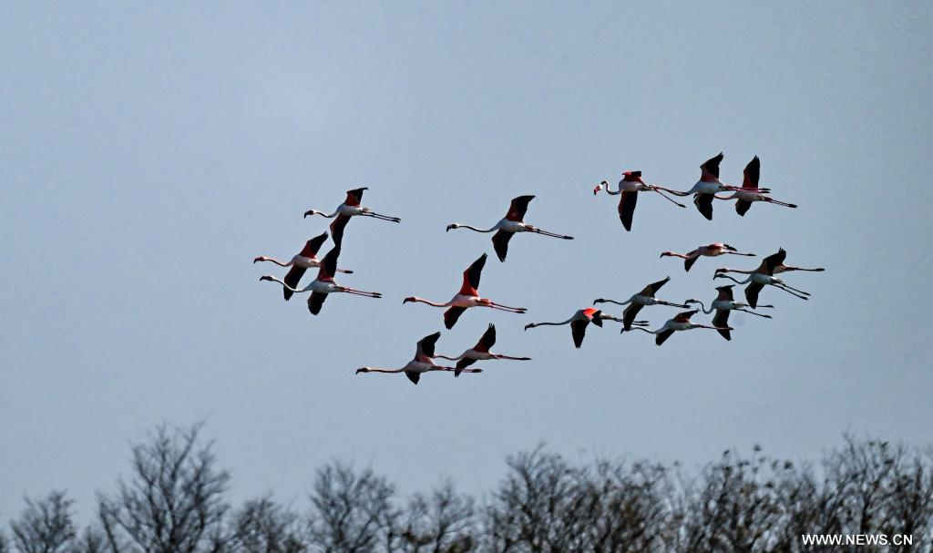 بحيرات الصين مهبط الطيور المهاجرة من أوروبا (6)