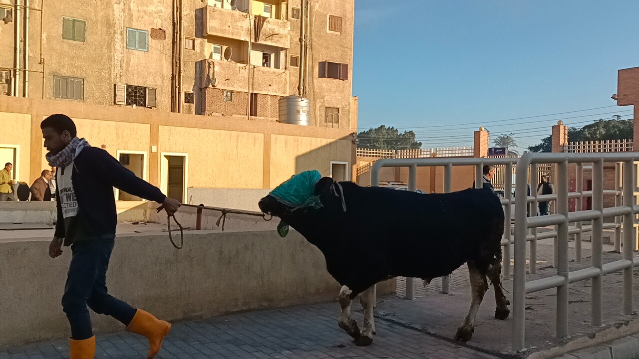 بدء تشغيل تجريبي لمجزر دسوق المطور