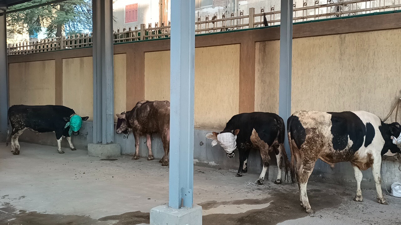 تشغيل تجريبي لمجزر  دسوق المطور