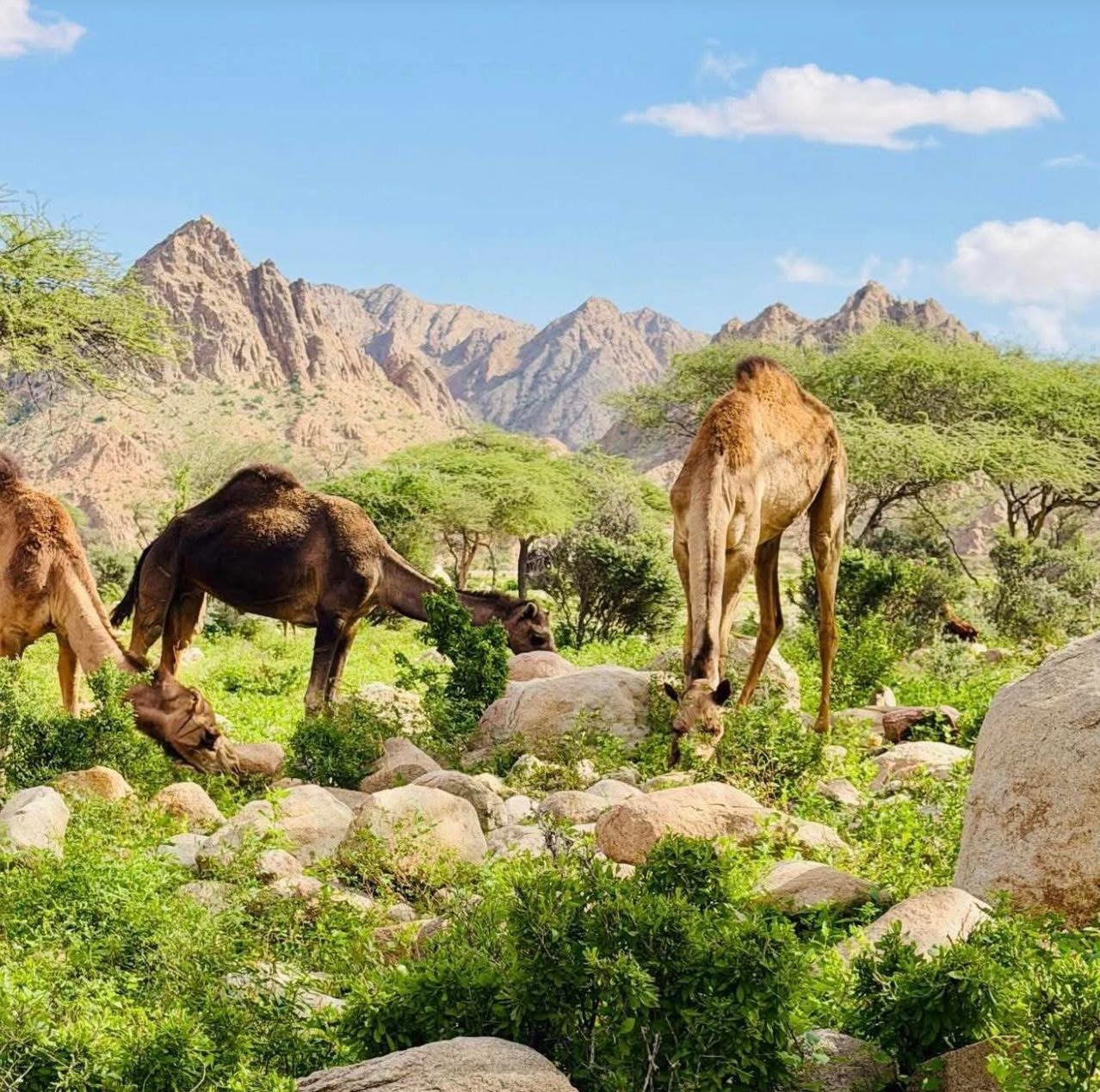 المراعى فى أودية حلايب وشلاتين