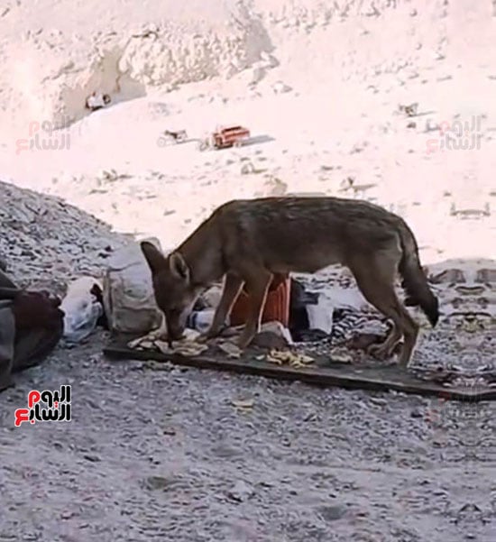 الذئب-أثناء-الأكل-(1)