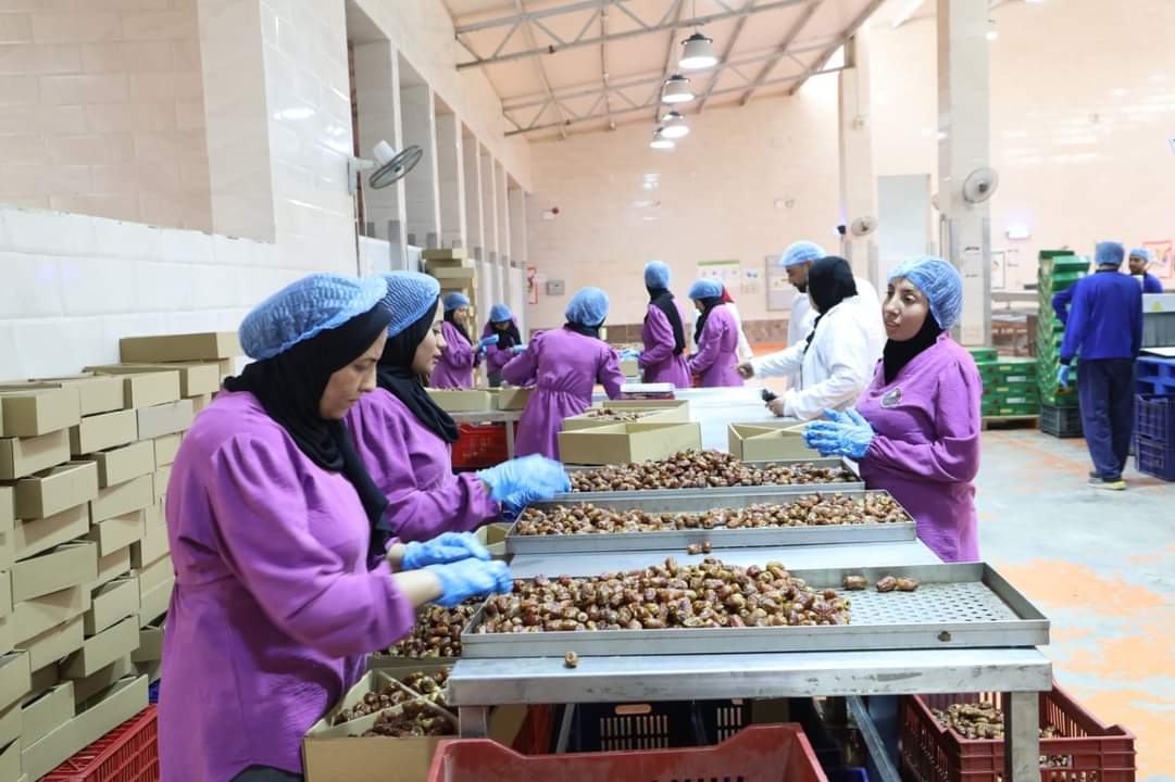 مجمع التمور الحكومى بالوادى الجديد مجمع التمور الحكومى بالوادى الجديد