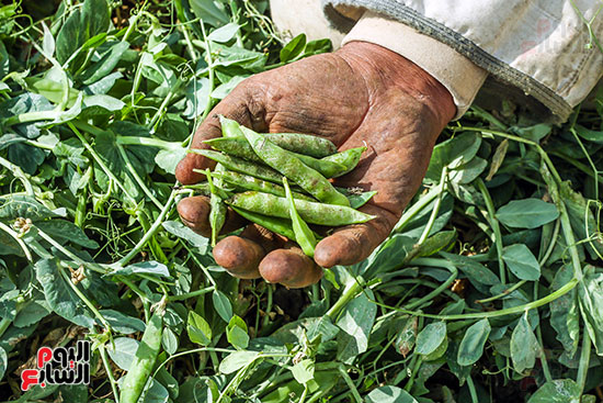 محصول البسلة محصول البسلة