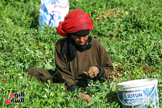 البسلة البلدى في الحق البسلة البلدى في الحق