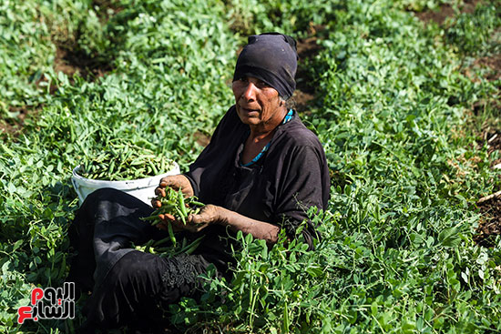 محصول بسلة بلدى محصول بسلة بلدى