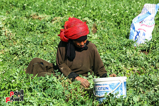 حصاد البسلة (2)