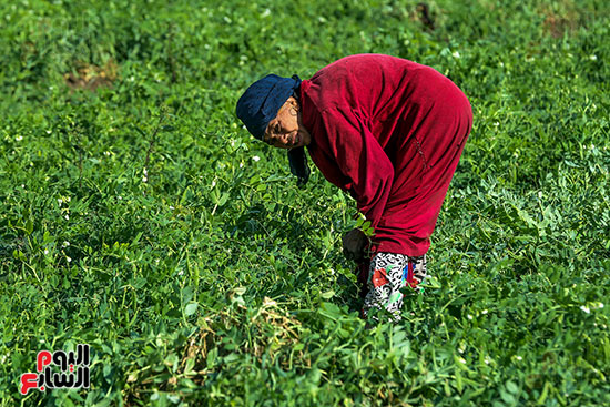 جمع البسلة من الحقل جمع البسلة من الحقل