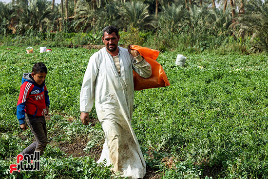جمع البسلة الخضراء جمع البسلة الخضراء