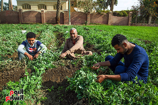مزارعون يجمعون البسلة مزارعون يجمعون البسلة