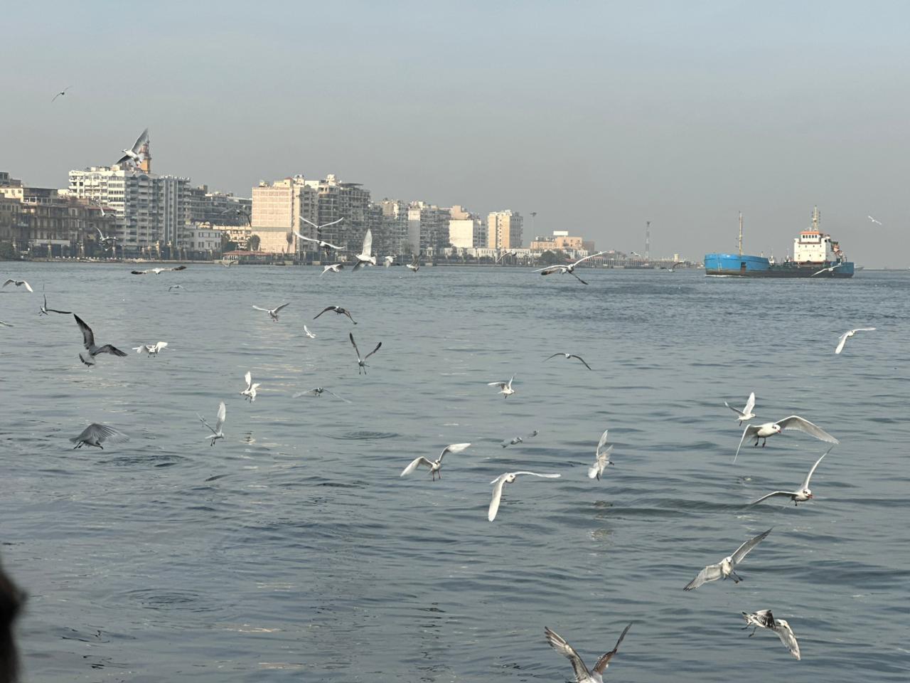 اعداد مبيرة من للطيور