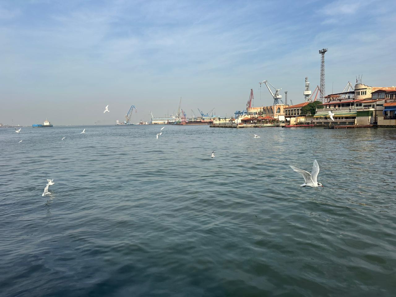 الطيور بالمجري النلاحي