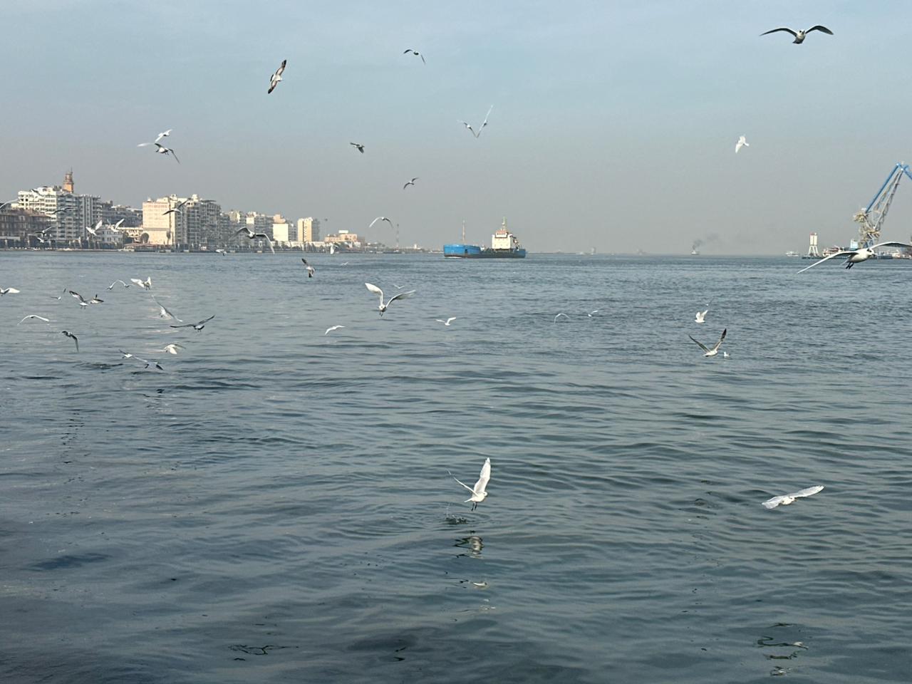 جانب من طيور النورس