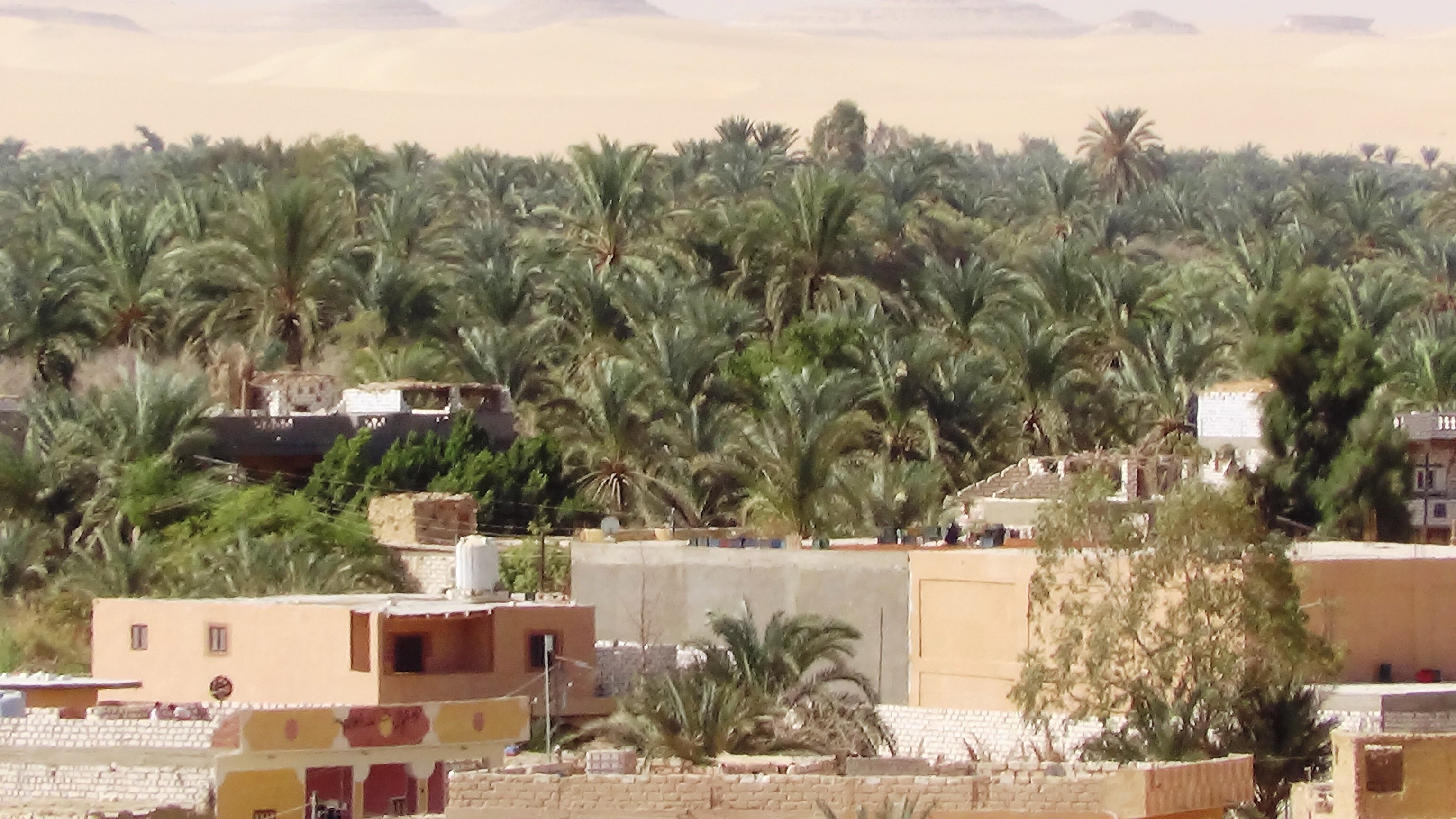 اشجار النخيل تغطي واحة سيوة