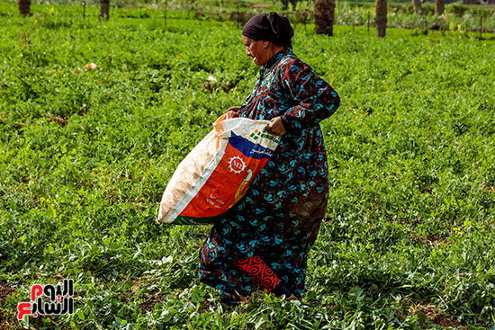 نقل البسلة بعد الحصاد نقل البسلة بعد الحصاد