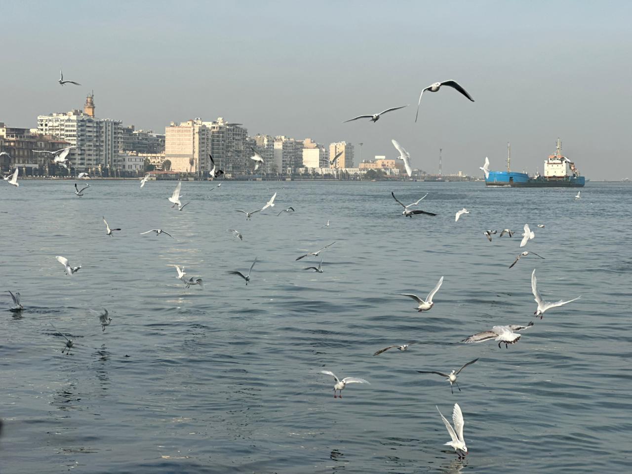 طيور النورس تحلق