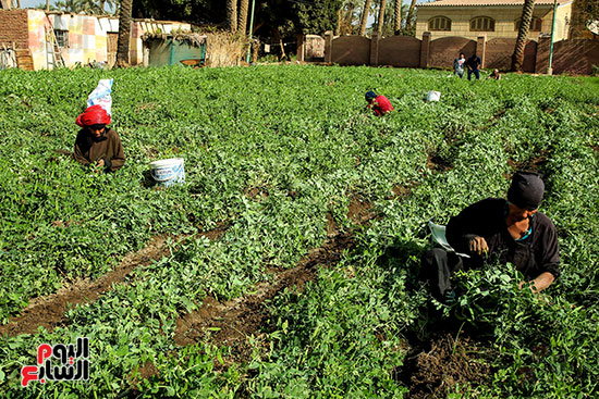 السيدات يساعدن فى جمع البسلة السيدات يساعدن فى جمع البسلة