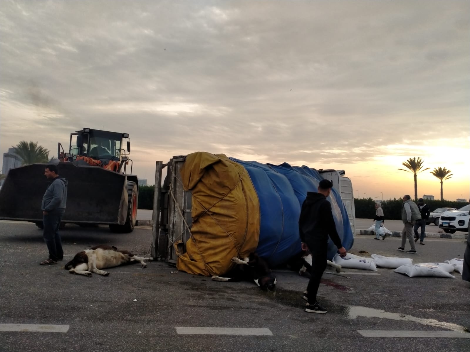 انقلاب السيارة ونفوق الماشية