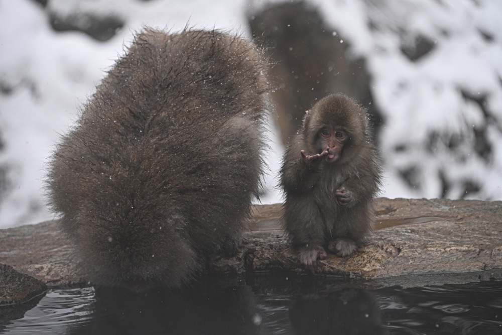 تستمتع قرود الثلج بالينابيع الساخنة في منتزه جيغوكوداني في اليابان (12)