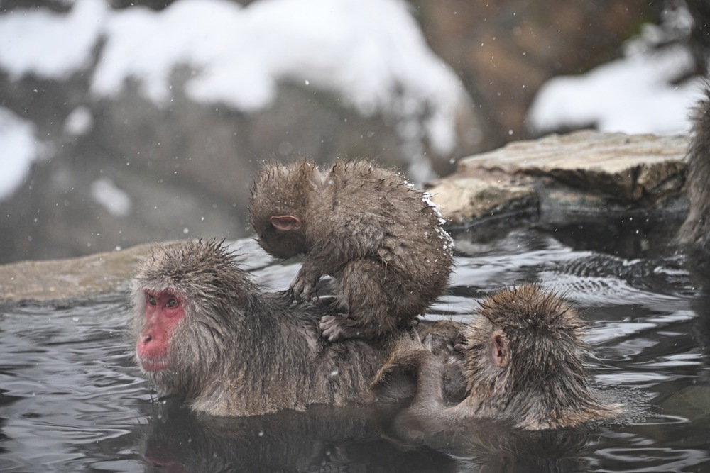 تستمتع قرود الثلج بالينابيع الساخنة في منتزه جيغوكوداني في اليابان (4)