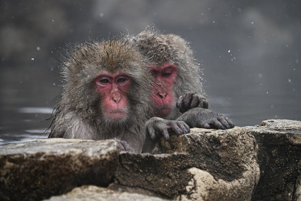 تستمتع قرود الثلج بالينابيع الساخنة في منتزه جيغوكوداني في اليابان (10)