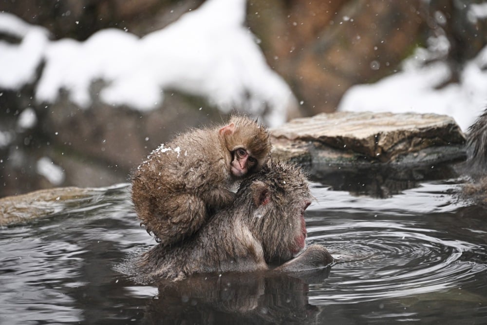 تستمتع قرود الثلج بالينابيع الساخنة في منتزه جيغوكوداني في اليابان (3)