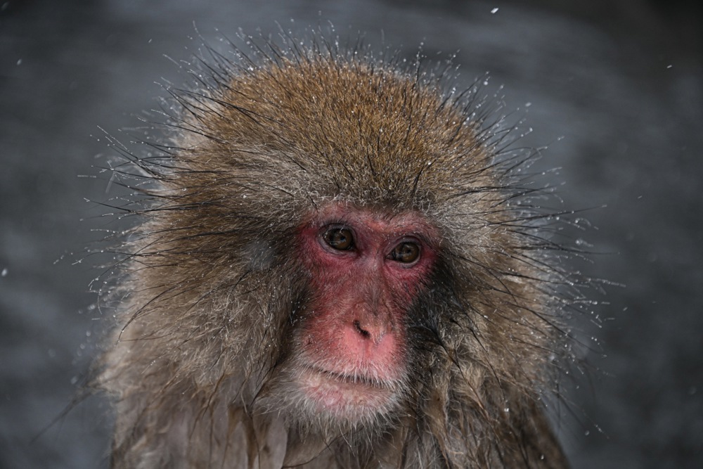 تستمتع قرود الثلج بالينابيع الساخنة في منتزه جيغوكوداني في اليابان (6)