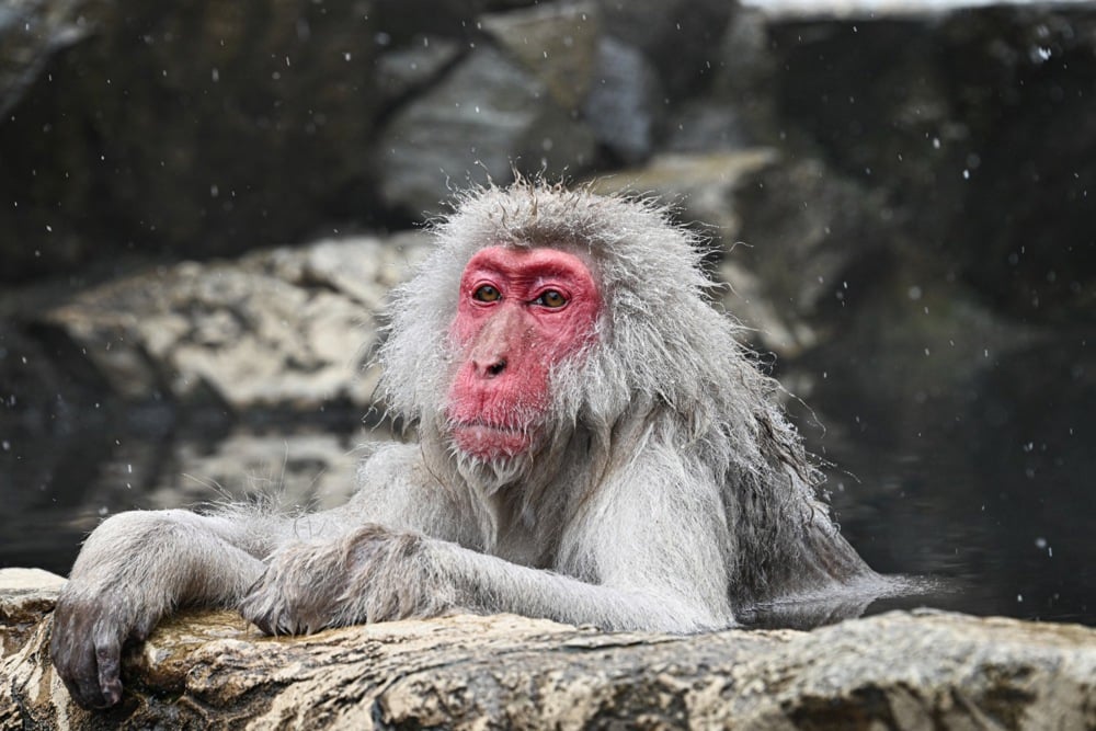 تستمتع قرود الثلج بالينابيع الساخنة في منتزه جيغوكوداني في اليابان (8)