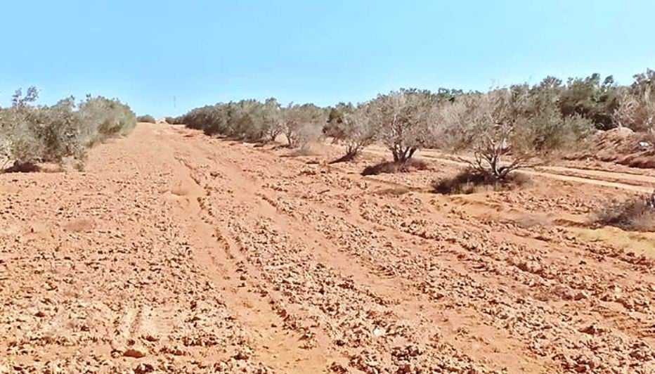 تنمية الانشطة الزراعية على مياه الامطار بمطروح