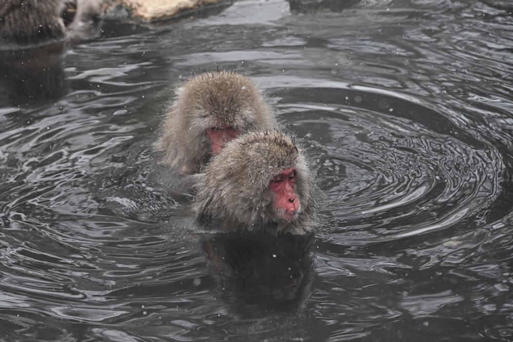 تستمتع قرود الثلج بالينابيع الساخنة في منتزه جيغوكوداني في اليابان (14)