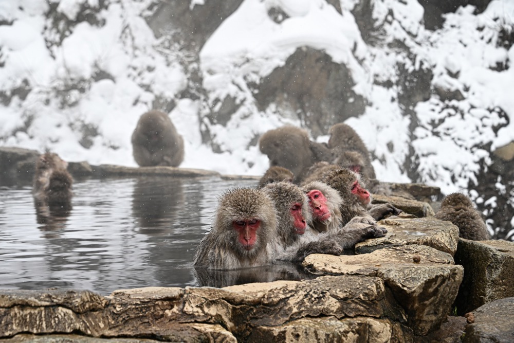 تستمتع قرود الثلج بالينابيع الساخنة في منتزه جيغوكوداني في اليابان (9)