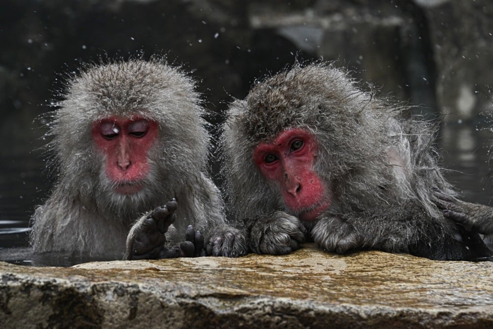 تستمتع قرود الثلج بالينابيع الساخنة في منتزه جيغوكوداني في اليابان (11)