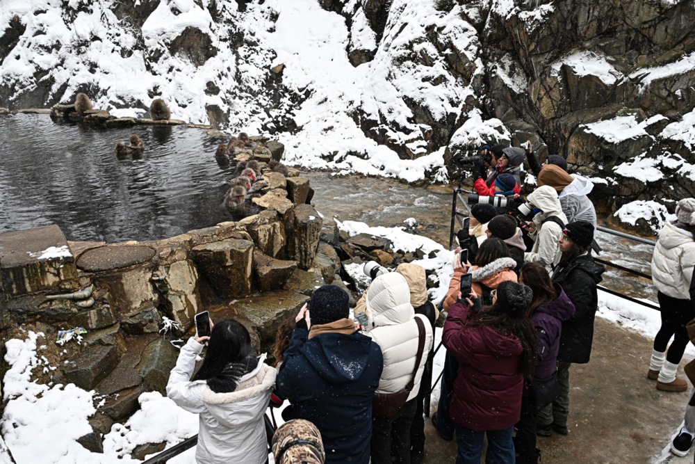 تستمتع قرود الثلج بالينابيع الساخنة في منتزه جيغوكوداني في اليابان (2)