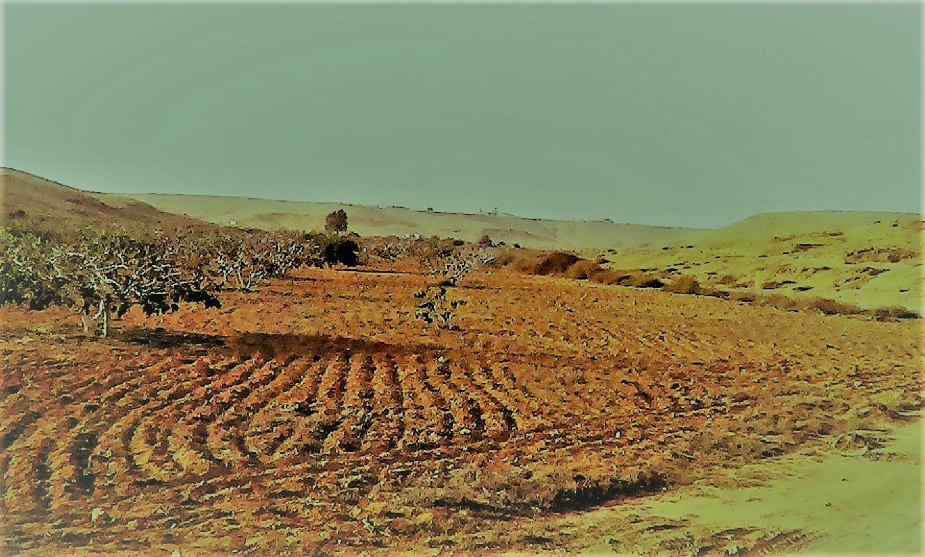 زراعة وديان صحراء مطروح من خلال حصاد الامطار