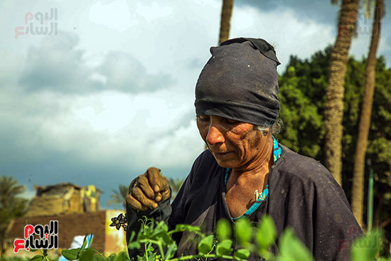 حصاد البسلة البلدى حصاد البسلة البلدى