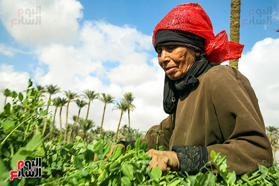 حصاد البسلة حصاد البسلة