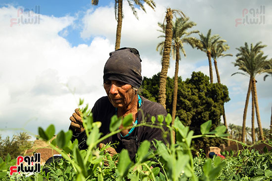 البسلة قبل حصادها البسلة قبل حصادها