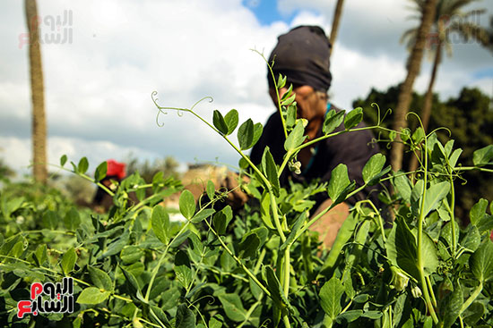 البسلة المصرى البسلة المصرى
