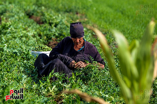 موسم حصاد البسلة (2)