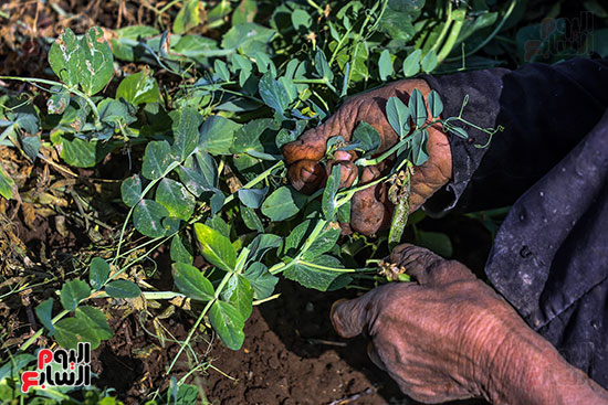 البسلة البلدى البسلة البلدى