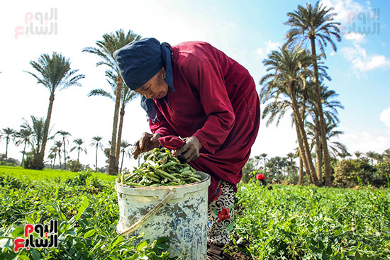 وضع البسلة قبل التصدير وضع البسلة قبل التصدير