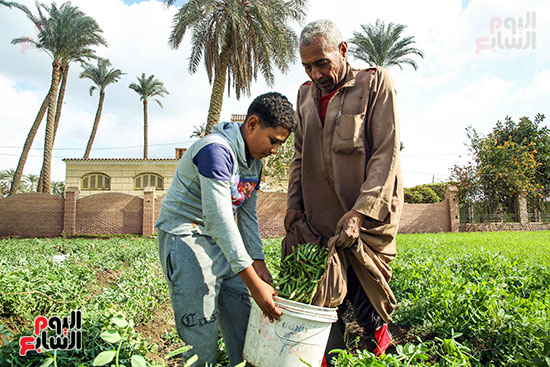 تجميع البسلة فى أجولة تجميع البسلة فى أجولة