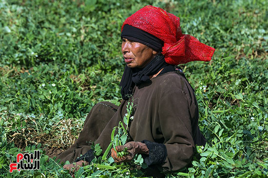 موسم حصاد البسلة موسم حصاد البسلة